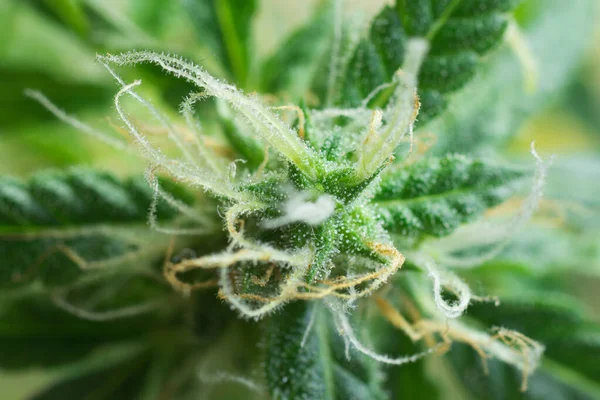 Investigación Sobre Concepto Uso Médico Del Cannabis Foto Macro Planta — Foto de Stock