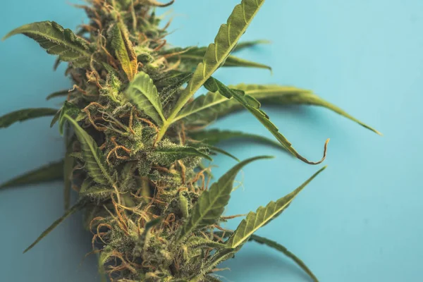 Planta Cannabis Con Thc Cbd Primer Plano Sobre Fondo Azul — Foto de Stock