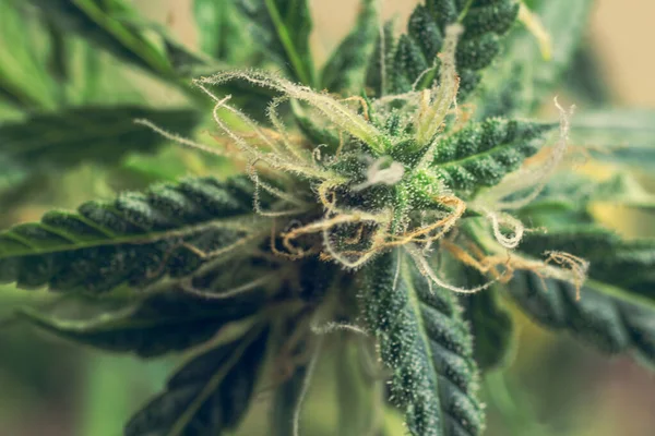 Acercamiento Macro Planta Cannabis Con Thc Brotes Marihuana Hojas Hierba — Foto de Stock