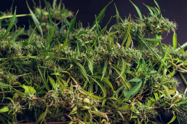 Plantas Cannabis Sobre Fondo Negro Los Brotes Marihuana Medicinal Cierran — Foto de Stock