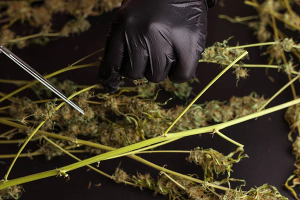 人类用剪刀修剪杂草植物 大麻加工 商业大麻业务 — 图库照片