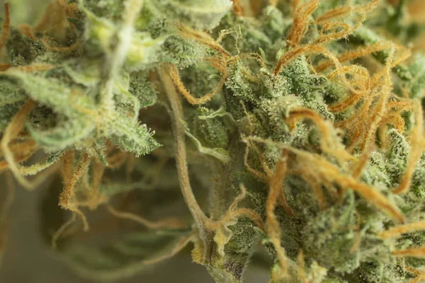 Macro Photo Cannabis Bud Thc Crystals Trichomes — Stock Photo, Image