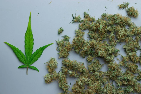 Cannabis Daun Dan Ganja Tunas Atas Tampilan — Stok Foto