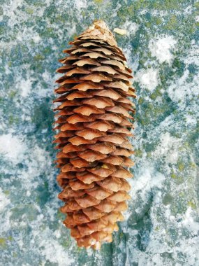 Bir taş levha üzerinde yumru Lingua