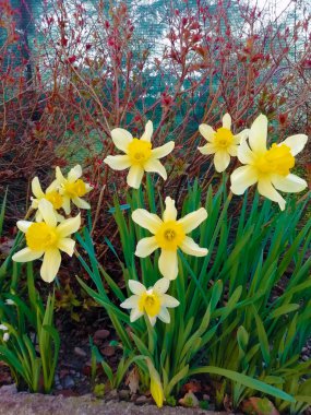 ilk sarı bahar çiçekleri