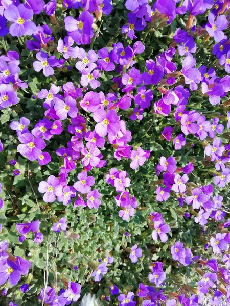 Primeiras Flores Primavera — Fotografia de Stock