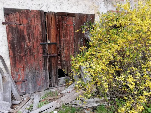 废弃谷仓门口盛开的黄色灌木 — 图库照片