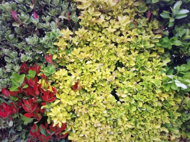 bahar çalıları renkli yeşillik