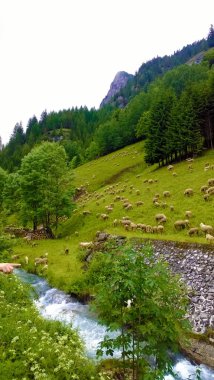 tepede koyun sürüsü