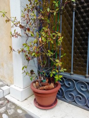 ön kapıya yakın saksı bitki
