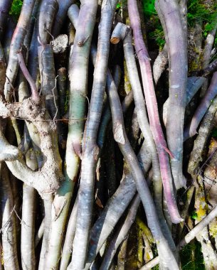 kesilen bir ağacın dalları