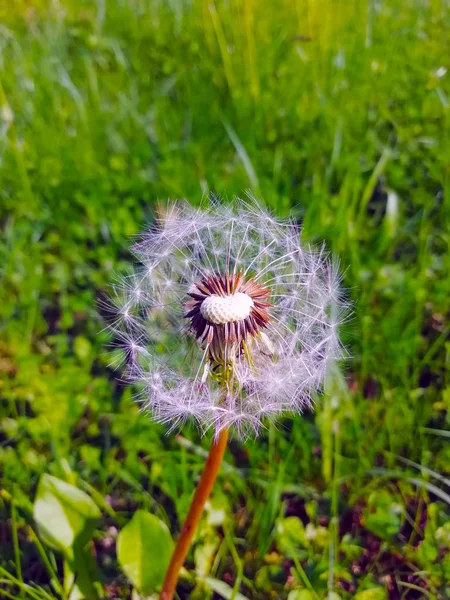 Dandelion Close Prado — Fotografia de Stock