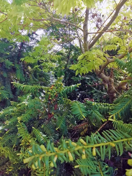 덤불의 — 스톡 사진
