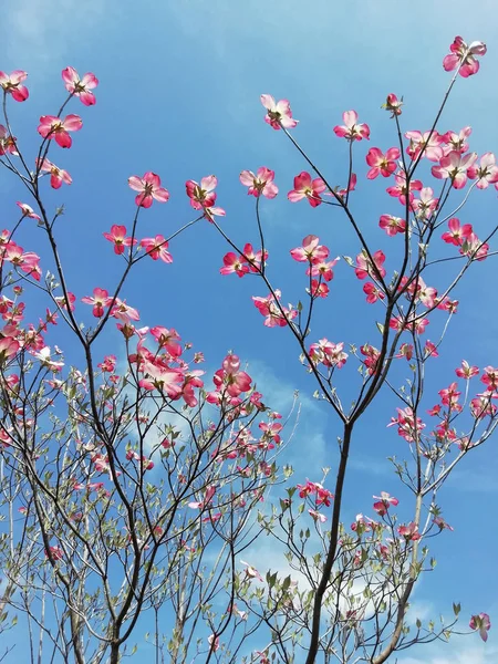 Träd Blekning Rosa Blommor Bakgrunden Den Blå Himlen — Stockfoto