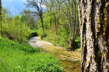 ormandaki mevcut derenin görünümü