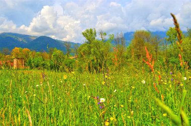 çiçekler, ağaçlar ve fırtına bulutları çok bulanık etkisi doğal arka plan