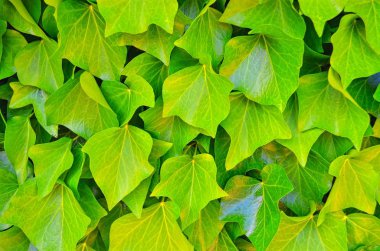 bitkinin birçok yeşil yaprakların arka plan