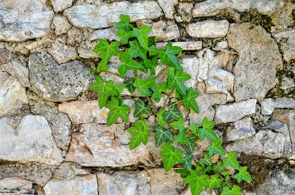 bir taş duvar yakın çekim yeşil sarmaşık