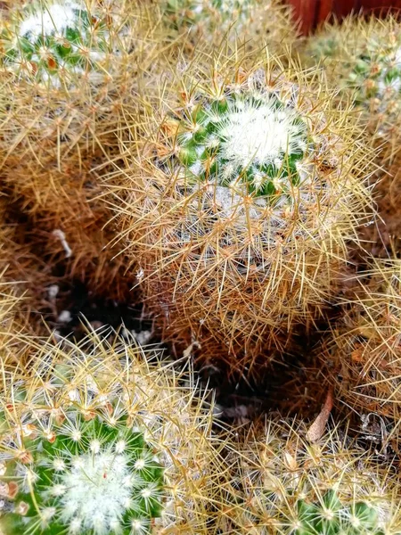 Modello Cactus Rotondo Primo Piano — Foto Stock