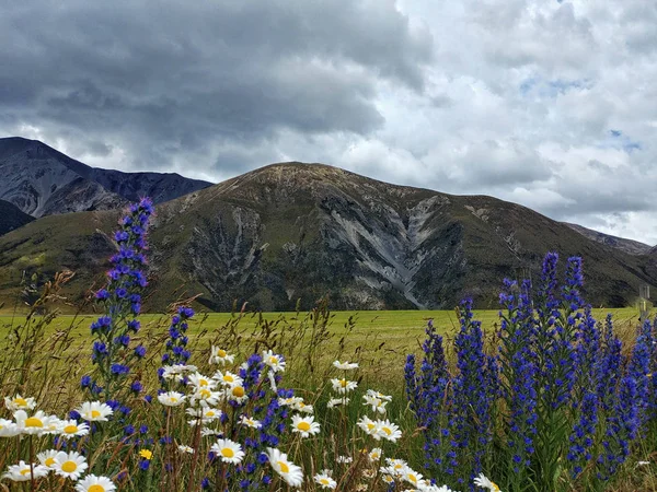 Bulutlu bir dağ panoramada çiçeklenme lupins ve daisyflowers