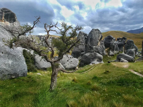 Castle Hill 'de ölü ağaç, Arthurs Pass, South Island, Yeni Zelanda