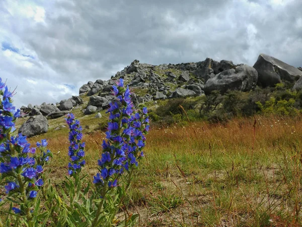 Kale Tepesi 'nde Lupin çiçeği, Arthurs Pass, South Island, Yeni Zelanda