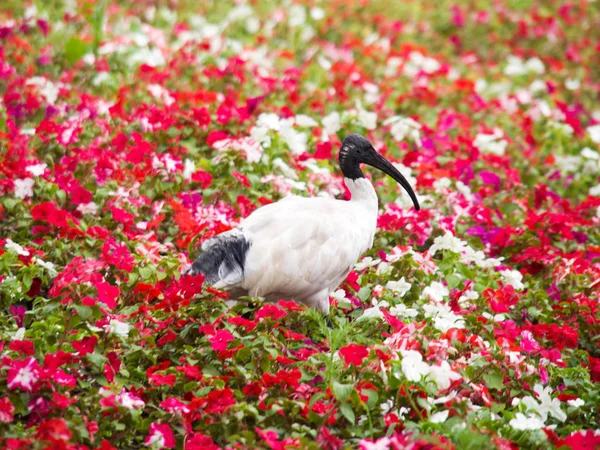 Avustralya beyaz Ibis Sidney, Avustralya 'da kırmızı bir çiçek alanında