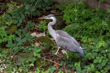 Güzel büyük balıkçıl kuşu yeşil bir çevrede