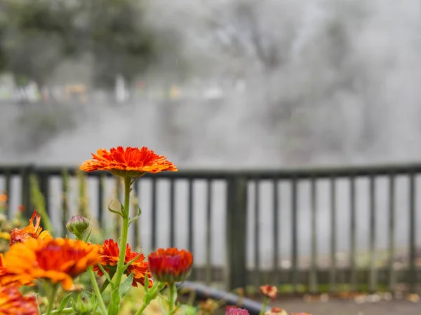 Rotorua, Yeni Zelanda 'da kaynayan gölün önünde tek portakal çiçeği