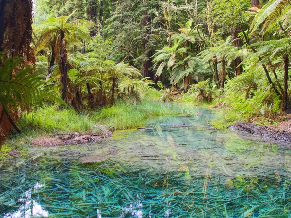 Rotorua, Yeni Zelanda 'daki Sekoya mavi gölü