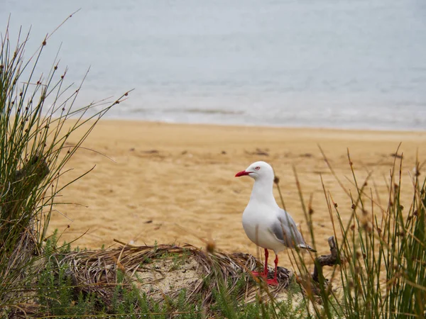Martı sahilde yan bakıyor.