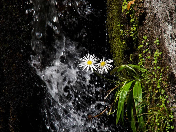 Güzel beyaz ve sarı papatya çiçekleri bir şelalenin önünde