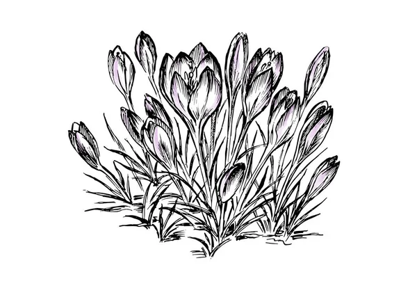 Fleur vecteur dessin à la main. Herbe dessinée à la main et épice alimentaire. Saveur vintage gravée. Crocus croquis botanique . — Image vectorielle