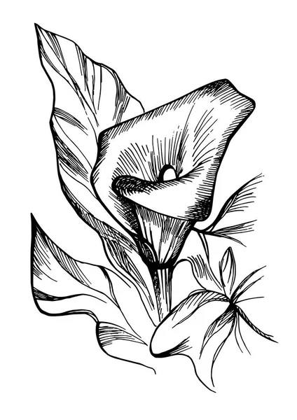 Hand drawn black and white blooming callas flowers. Vector Graphics