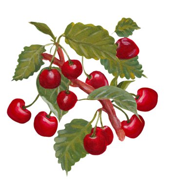 Bir daldaki akrilik kirazlar elle boyanmış, internette ya da basılı olarak kullanmak için mükemmel.