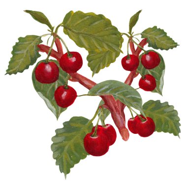 Bir daldaki akrilik kirazlar elle boyanmış, internette ya da basılı olarak kullanmak için mükemmel.