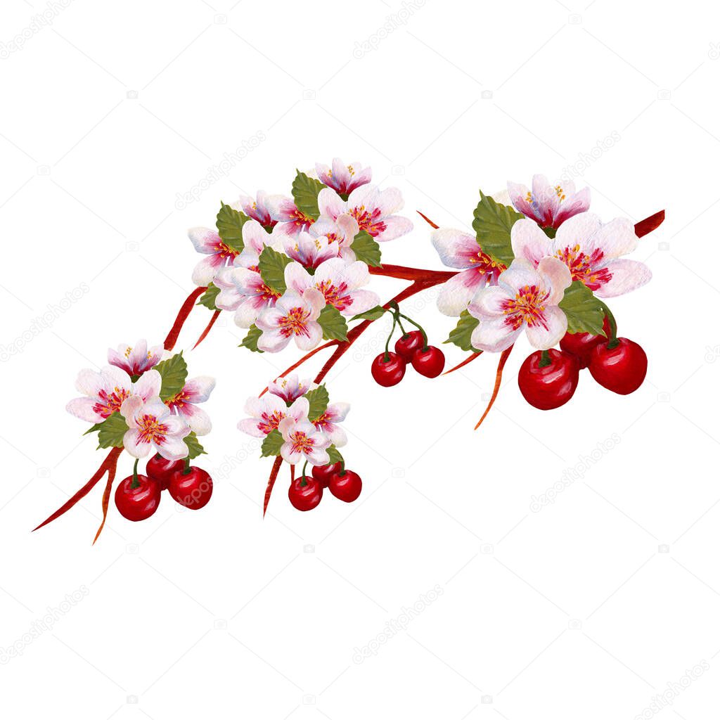 acrylic cherries on a branch in a hand painted illustration, perfect to use on the web or in print