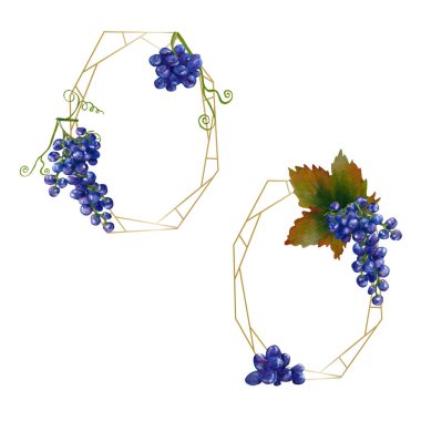 Suluboya üzümleri davetler ve sabit çerçeveler için mükemmeldir