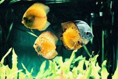 Akvaryumdaki sarı balık