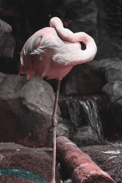 uyur Pembe Flamingo