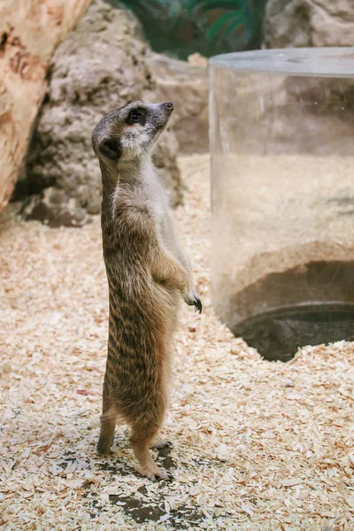 Gopher savunma duruş