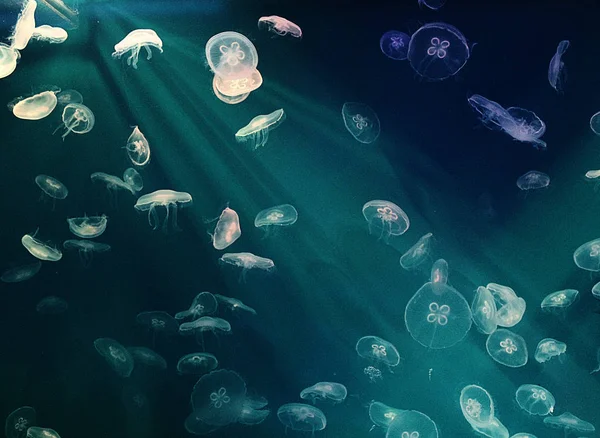 Akvaryumdaki denizanası