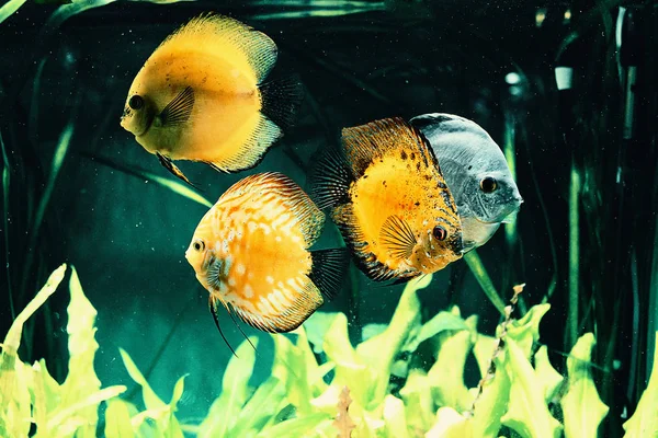 Akvaryumdaki sarı balık