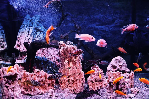 Akvaryumdaki küçük balıklar