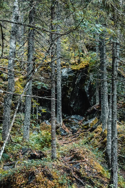 Kayaların üzerinde büyüyen ağaçlar
