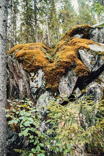 Taşlardaki yosunlar