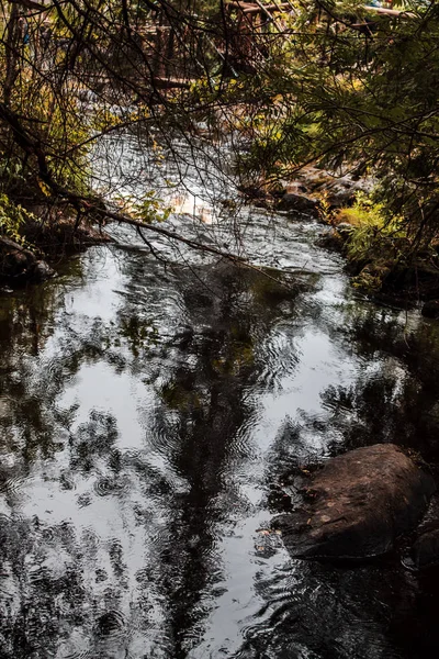 Göldeki ağaçların yansıması
