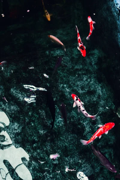 Koi sazan bir yükseklikten