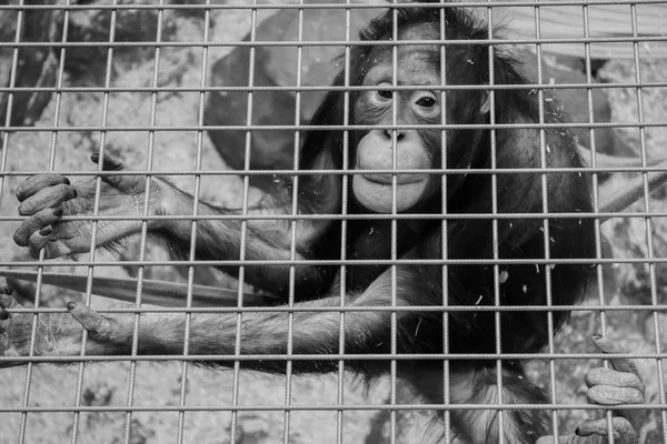 Trauriger Affe Hinter Gittern — Stockfoto