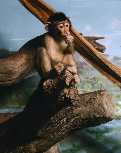 Ağaçtaki maymun